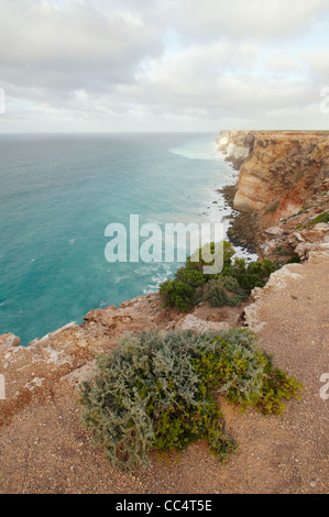 Erhöhten Blick auf Bunda Cliffs, Great Australian Bight Marine Park, South Australia, Australien Stockfoto