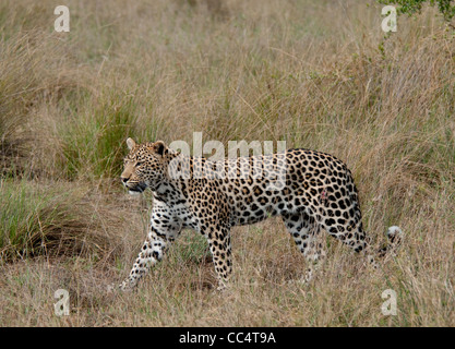 Afrika-Botswana-Tuba Baum-Leopard (Panthera Pardus) Wandern auf Hüfte gewickelt Stockfoto