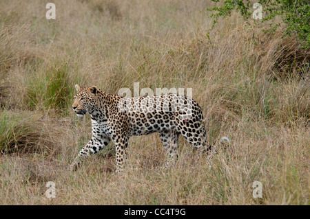 Afrika-Botswana-Tuba Baum-Leopard (Panthera Pardus) Wandern auf Hüfte gewickelt Stockfoto