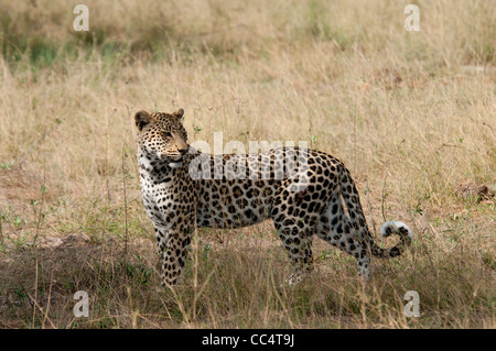 Afrika-Botswana Tuba Baum-Leopard stehend-Wunde auf Hüfte (Panthera Pardus) Stockfoto