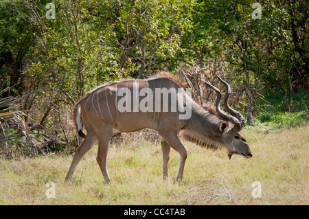 Afrika-Botswana Tuba Baum große Kudu (Tragelaphus Strepsiceros) zu Fuß Stockfoto