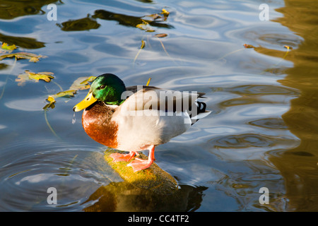 Stockente Enten stehen auf Felsen im Teich. Stockfoto