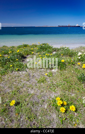 Gelbe Margeriten auf Strand, Esperance, Western Australia, Australien Stockfoto