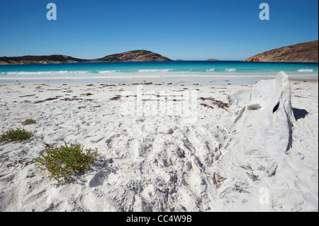 Schädel der Wal am Strand, Distel Cove, Cape Le Grand National Park, Western Australia, Australien Stockfoto