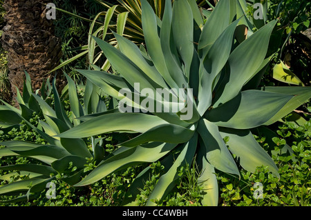 Nahaufnahme der grünen Agave attenuata Plant Madeira Portugal EU Europe Stockfoto