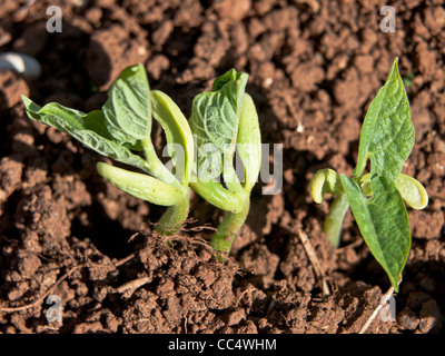 Bohnensamen Keimen und wachsen in den greenyard Stockfoto