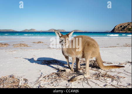 Känguru am Strand, Lucky Bay, Cape Le Grand National Park, Western Australia, Australien Stockfoto