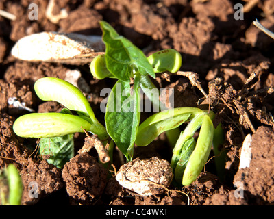 Bohnensamen Keimen und wachsen in den greenyard Stockfoto