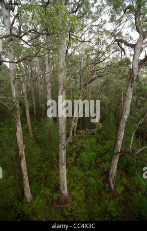 Bäume im Tal der Riesen, Dänemark, Western Australia, Australien Stockfoto