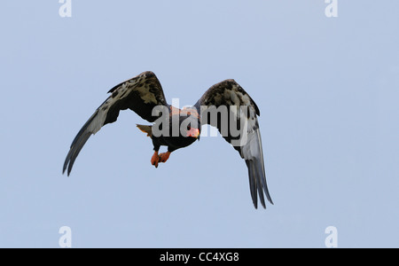 Bateleur Adler (Terathopius Ecaudatus) Erwachsene im Flug, Masai Mara, Kenia Stockfoto