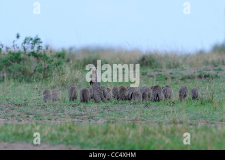 Gebänderten Mungo (Mungos Mungo) großen Familiengruppe durch Rasen, ein Erwachsener auf Hinterbeinen rückblickend, Masai-Mar Stockfoto