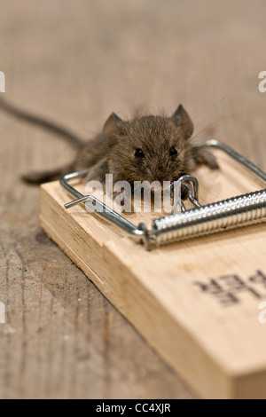 Tote Maus in Mausefalle auf Dielen Stockfoto