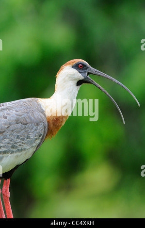 Buff-necked Ibis (Theristicus Caudatus) Erwachsenen aufrufen, Fisch, Guyana Stockfoto