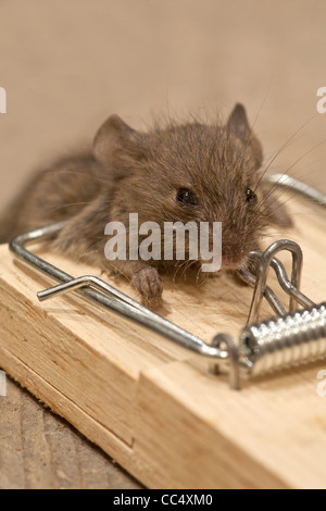 Tote Maus in Mausefalle auf Dielen Stockfoto