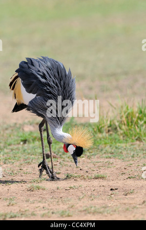 Grey gekrönter Kran (Balearica Regulorum) Suche Boden für Lebensmittel, Masai Mara, Kenia Stockfoto