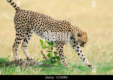 Gepard (Acinonyx Jubatus) männlichen Duft markieren, Spritzen, Masai Mara, Kenia Stockfoto