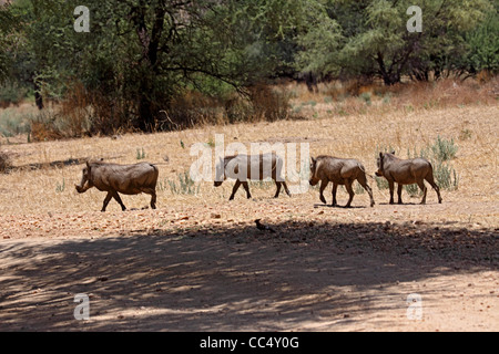 Gemeinsamen Warzenschweine im Gänsemarsch Stockfoto