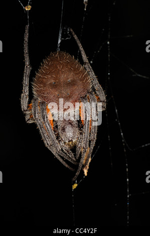 Orb-Weaver Spider (Eriophora Arten) hängen von Web, Fisch, Guyana Stockfoto