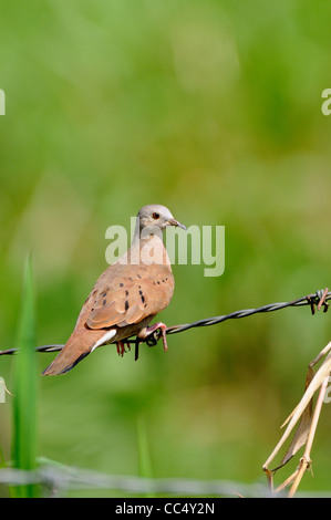 Rötliche Boden-Taube (Columbina Talpacoti) sitzen am Drahtzaun, Trinidad Stockfoto