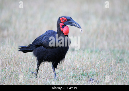 Südliche Hornrabe (Bucorvus Leadbeateri) männlich Essen Grashüpfer, Masai Mara, Kenia Stockfoto