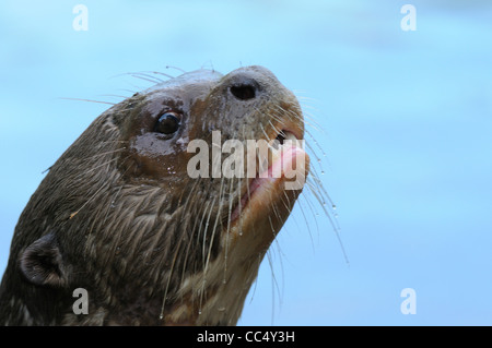Riesen-River Otter (Pteronura Brasiliensis) Nahaufnahme des Kopfes, Fisch, Guyana Stockfoto