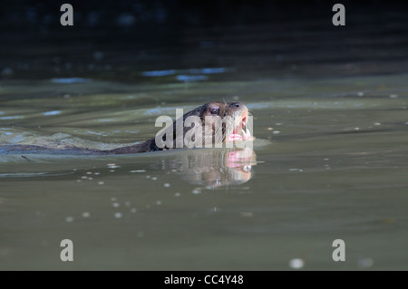 Riesen-River Otter (Pteronura Brasiliensis) an der Wasseroberfläche schwimmen, zeigt Zähne, Fisch, Guyana Stockfoto