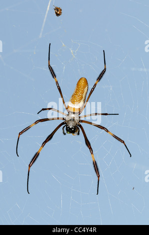 Goldene Spinne Seide (Nephila Claviceps) weiblich im Web, Trinidad Stockfoto