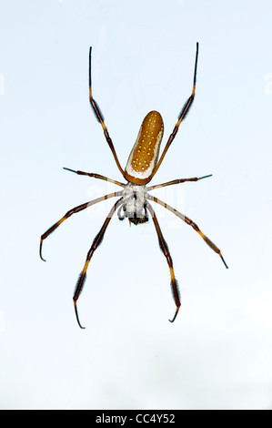 Goldene Spinne Seide (Nephila Claviceps) große weiblich, Trinidad Stockfoto