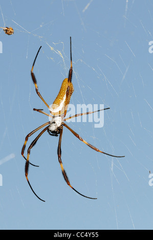 Goldene Spinne Seide (Nephila Claviceps) weiblich in Ruhe im Web, Trinidad Stockfoto