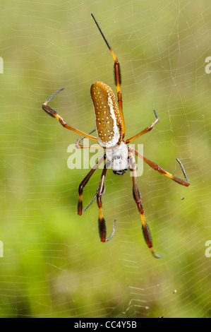 Goldene Spinne Seide (Nephila Claviceps) weiblich in Ruhe im Web, Trinidad Stockfoto