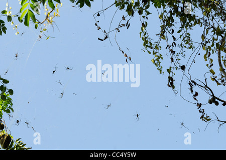 Goldene Spinne Seide (Nephila Claviceps) Kolonie von mehreren Spinnen im Web, Trinidad Stockfoto