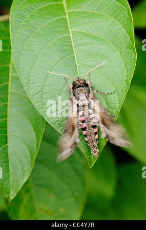 Rosa gefleckten Hawkmoth (Agrius Cingulata) zitternden Flügeln zum Aufwärmen vor dem fliegen, Trinidad Stockfoto