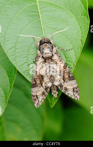 Rosa gefleckten Hawkmoth (Agrius Cingulata) in Ruhe am Blatt, Trinidad Stockfoto