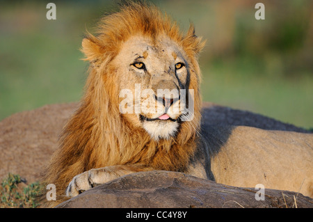 Löwe (Panthera Leo) männlich ruht, Masai Mara, Kenia Stockfoto