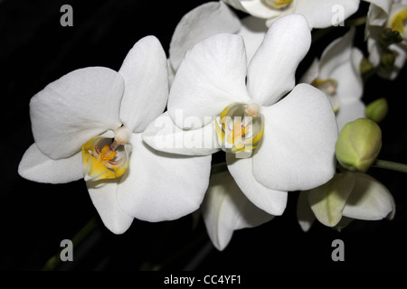 Weiße Phalaenopsis Orchidee Stockfoto