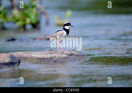 Trauerschnäpper Kiebitz (Vanellus Caryanus) stehen auf Felsen im Fisch River, Guyana Stockfoto