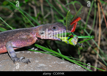 Rock Agama (Agama Agama) männlich Essen Grashüpfer, Masai Mara, Kenia Stockfoto