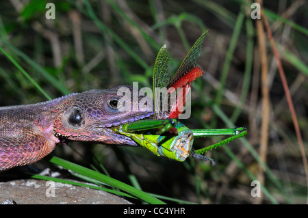 Rock Agama (Agama Agama) männlich Essen Grashüpfer, Masai Mara, Kenia Stockfoto