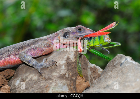 Rock Agama (Agama Agama) männlich Essen Grashüpfer, Masai Mara, Kenia Stockfoto