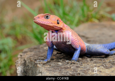 Rock Agama (Agama Agama) Nahaufnahme des Mannes für die Zucht von Farbe, Masai Mara, Kenia Stockfoto