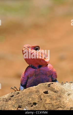 Rock Agama (Agama Agama) Nahaufnahme des Mannes für die Zucht von Farbe, Masai Mara, Kenia Stockfoto