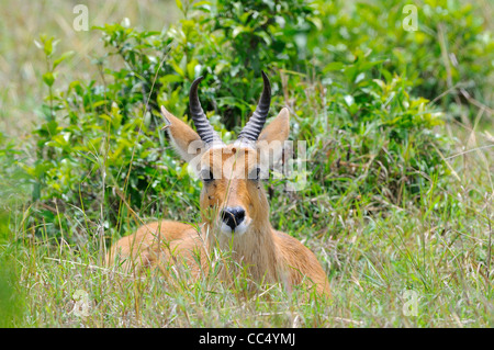 Andere (Redunca Redunca) männlichen saß in Vegetation, Masai Mara, Kenia Stockfoto