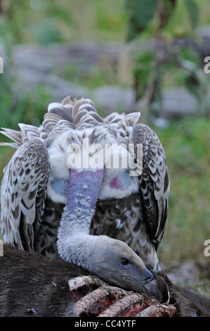 Ruppell der Geier (abgeschottet Rueppellii) Fütterung auf Tierkadaver, Masai Mara, Kenia Stockfoto