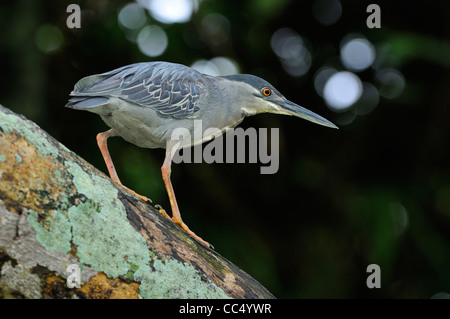 Gekerbten Heron (Butorides Striatus) zu Fuß auf Baumstamm, Georgetown, Guyana Stockfoto