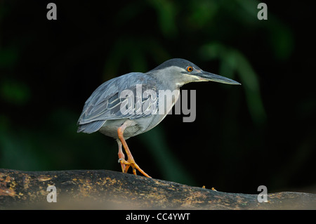 Gekerbten Heron (Butorides Striatus) zu Fuß auf Baumstamm, Georgetown, Guyana Stockfoto