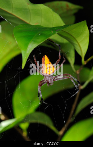 Golden spotted Orb Weaver Spider (Eriophora Nephiloides) weiblich im Web unter Waldvegetation, Iwokrama, Guyana Stockfoto