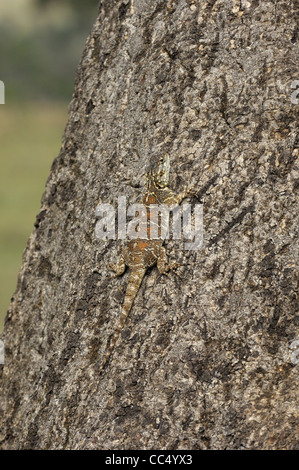 Südlichen Baum Agama (Acanthocercus Atricollis) Erwachsenfrau auf Baumstamm, Masai Mara, Kenia Stockfoto