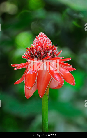 Fackel-Ingwer (Etlingera Elatior) Blütenstand, Trinidad Stockfoto