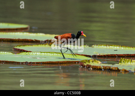 Wattled Blatthühnchen (Jacana Jacana) Erwachsenen gehen auf riesige Seerose Blatt, Fisch, Guyana Stockfoto