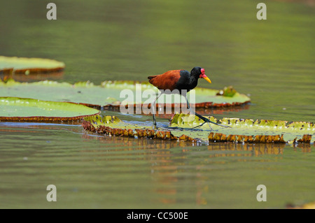 Wattled Blatthühnchen (Jacana Jacana) zu Fuß auf riesige Seerose Blatt, Fisch, Guyana Stockfoto